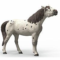 Knabstrupper Gelding