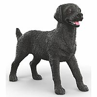 Black Labrador Female