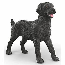 Black Labrador Female