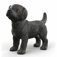 Black Labrador Puppy
