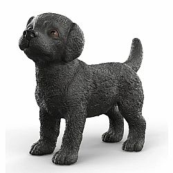 Black Labrador Puppy