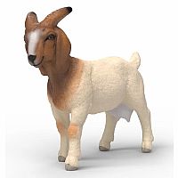 Boer Goat