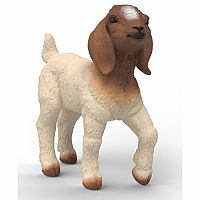 Boer Goat Kid