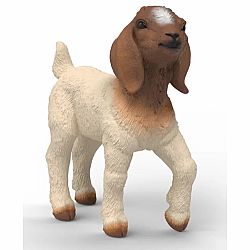 Boer Goat Kid