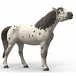 Knabstrupper Gelding