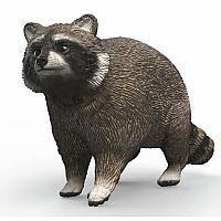 Raccoon