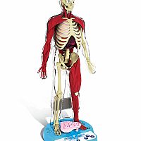 Ultimate Squishy Human Body