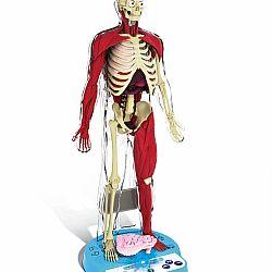 Ultimate Squishy Human Body